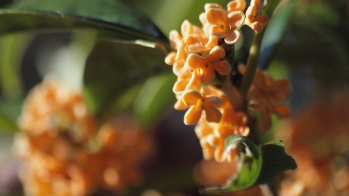桂花实拍：橙色花簇