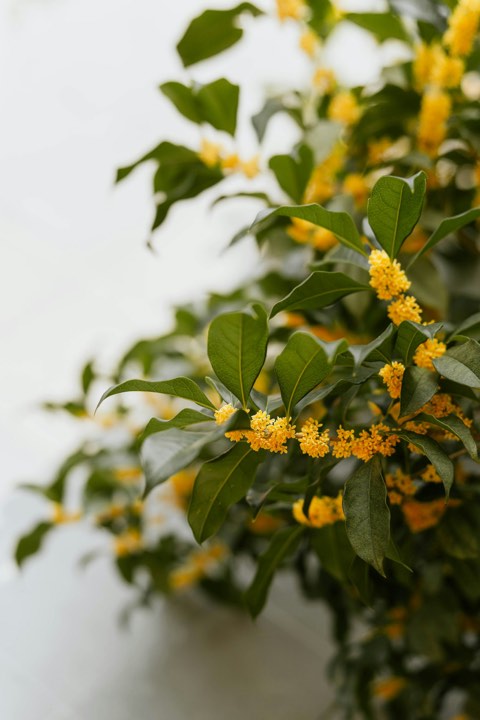桂花实拍：暖黄花簇