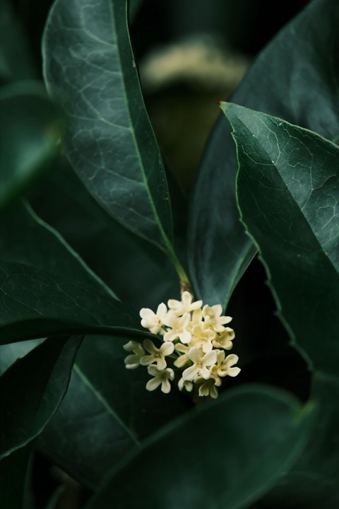 桂花实拍：深绿映浅花