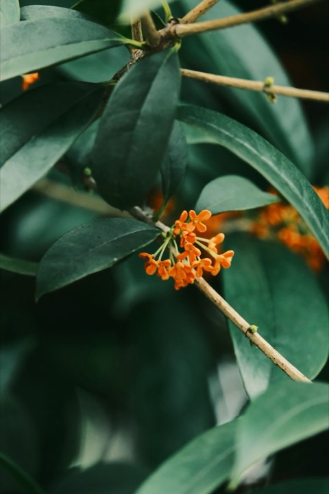 桂花实拍：橙花一簇