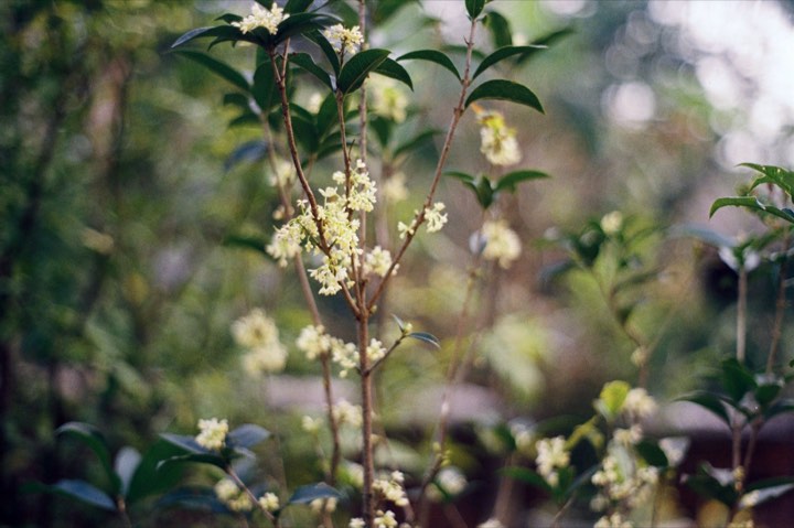 桂花实拍：桂枝与柔光