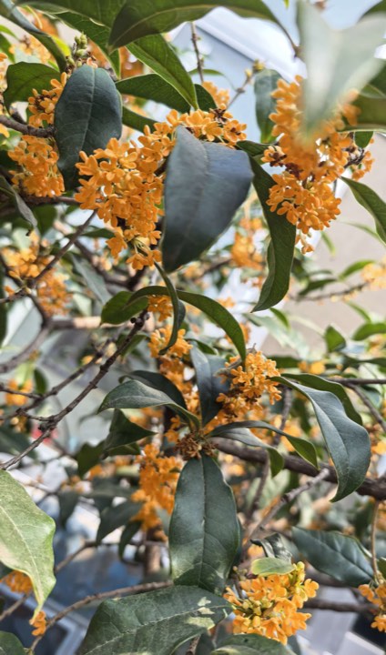 桂花图片：橙花满枝