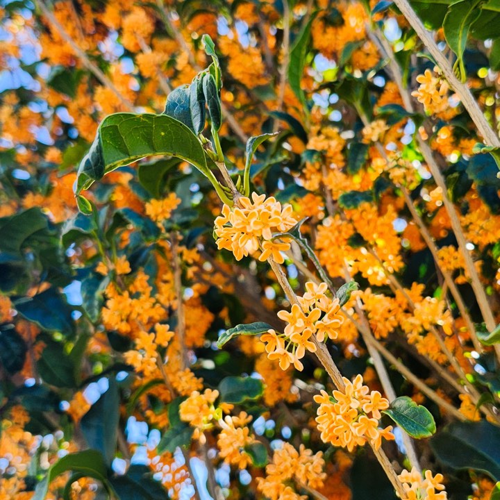 桂花图片：花簇如星