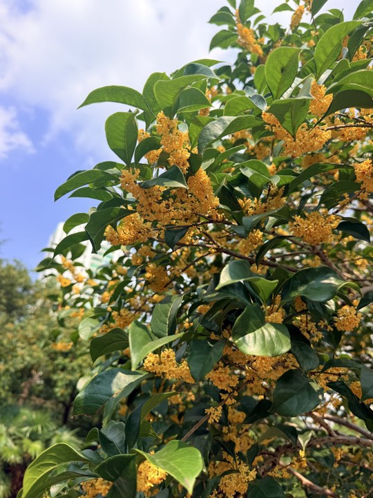 桂花图片：晴空桂影