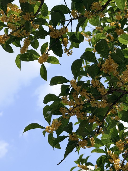 桂花图片：仰望桂枝