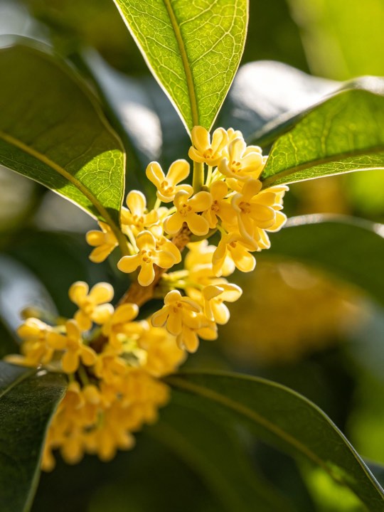 桂花图片：花瓣与叶脉