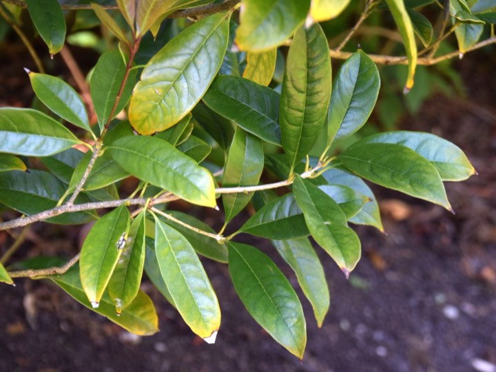 桂花实拍：桂枝与叶片