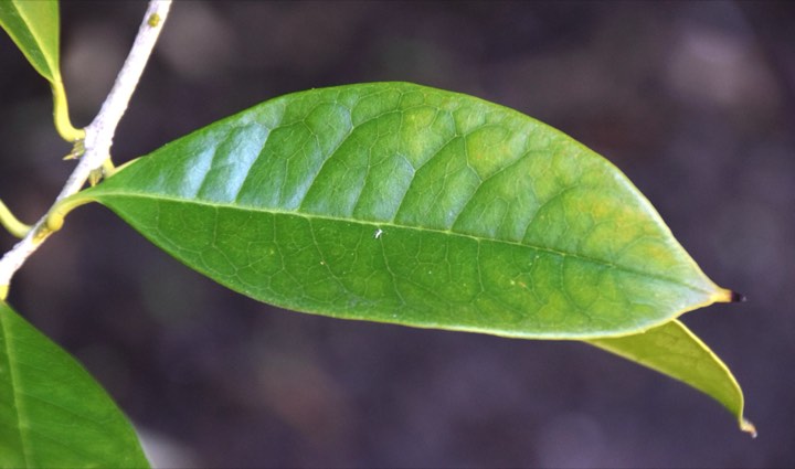 桂花实拍：叶脉细节