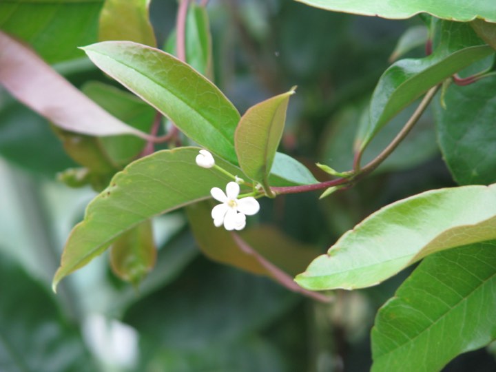 桂花实拍：浅色桂花