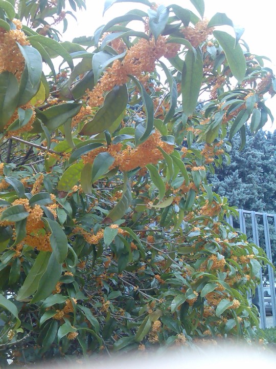 桂花实拍：满枝花簇