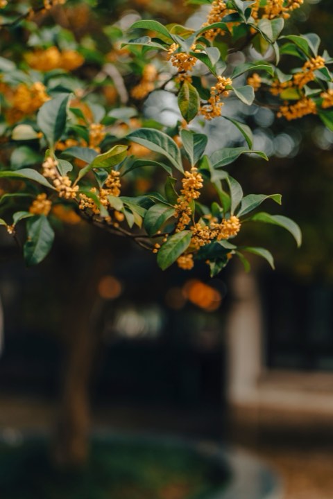 桂花实拍：桂枝光影