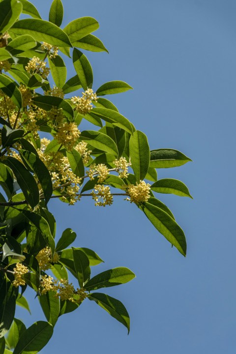桂花实拍：蓝天下的桂枝